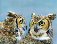 LangSci *Special Series* Kyle Mahowald on July 3rd! - 